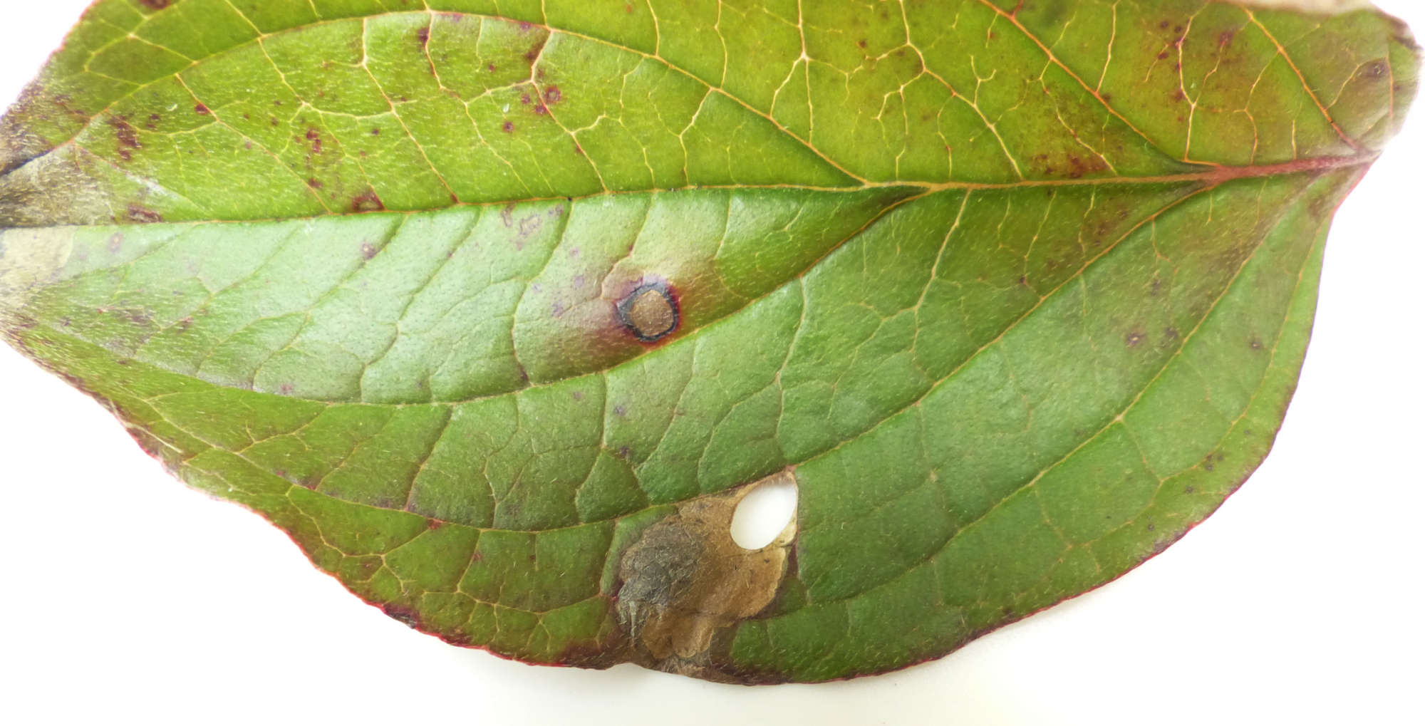 Yellow-spot Lift (Antispila petryi) photographed in Somerset by Jenny Vickers