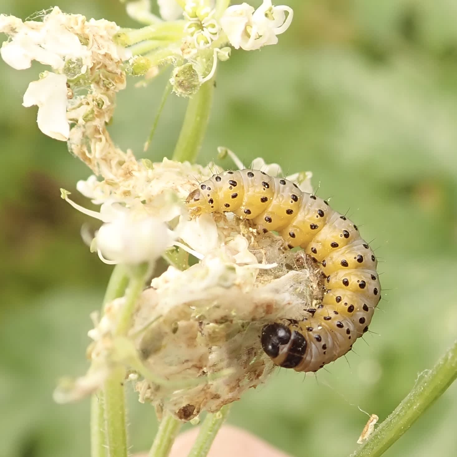 Parsnip Moth (Depressaria radiella) photographed in Somerset by Sue Davies