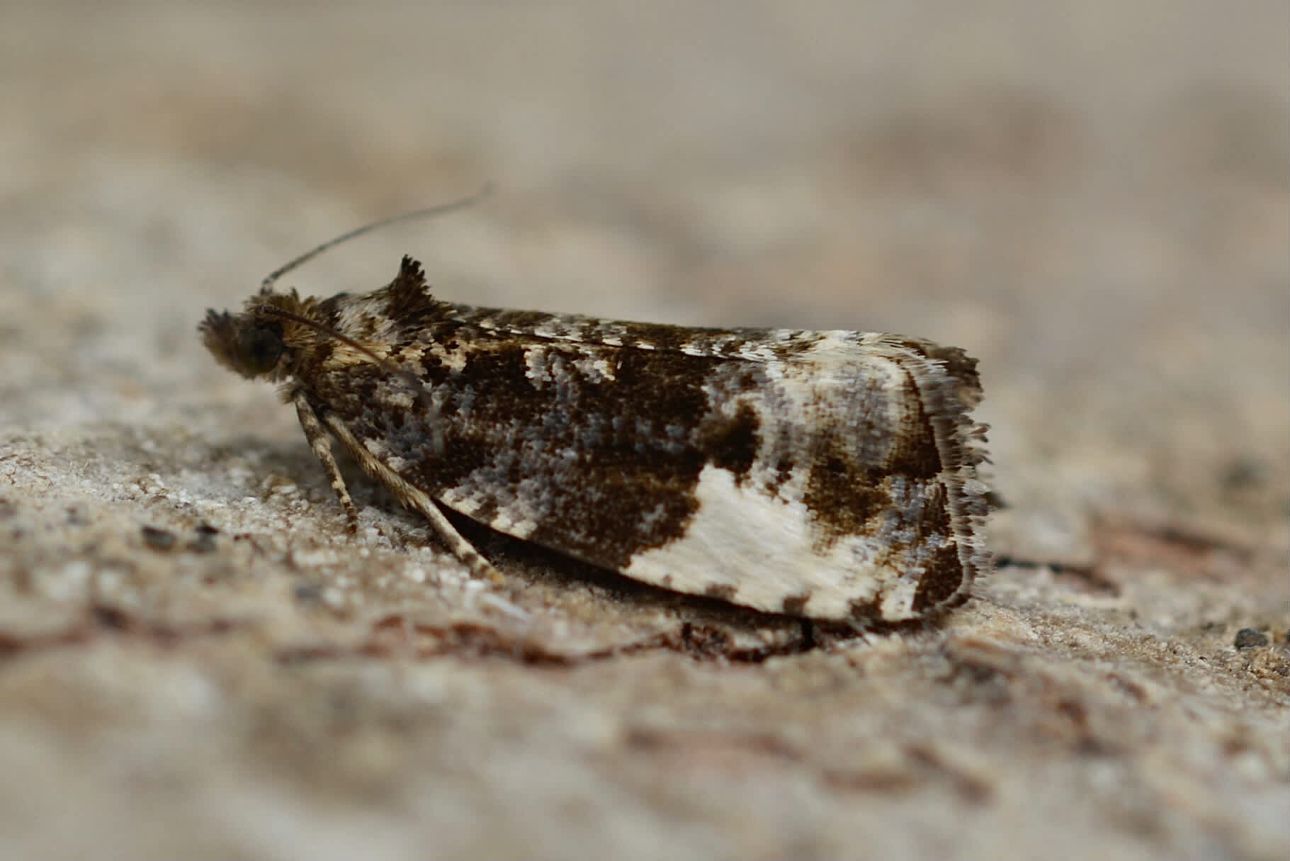 Plum Tortrix (Hedya pruniana) photographed in Somerset by Sue Davies