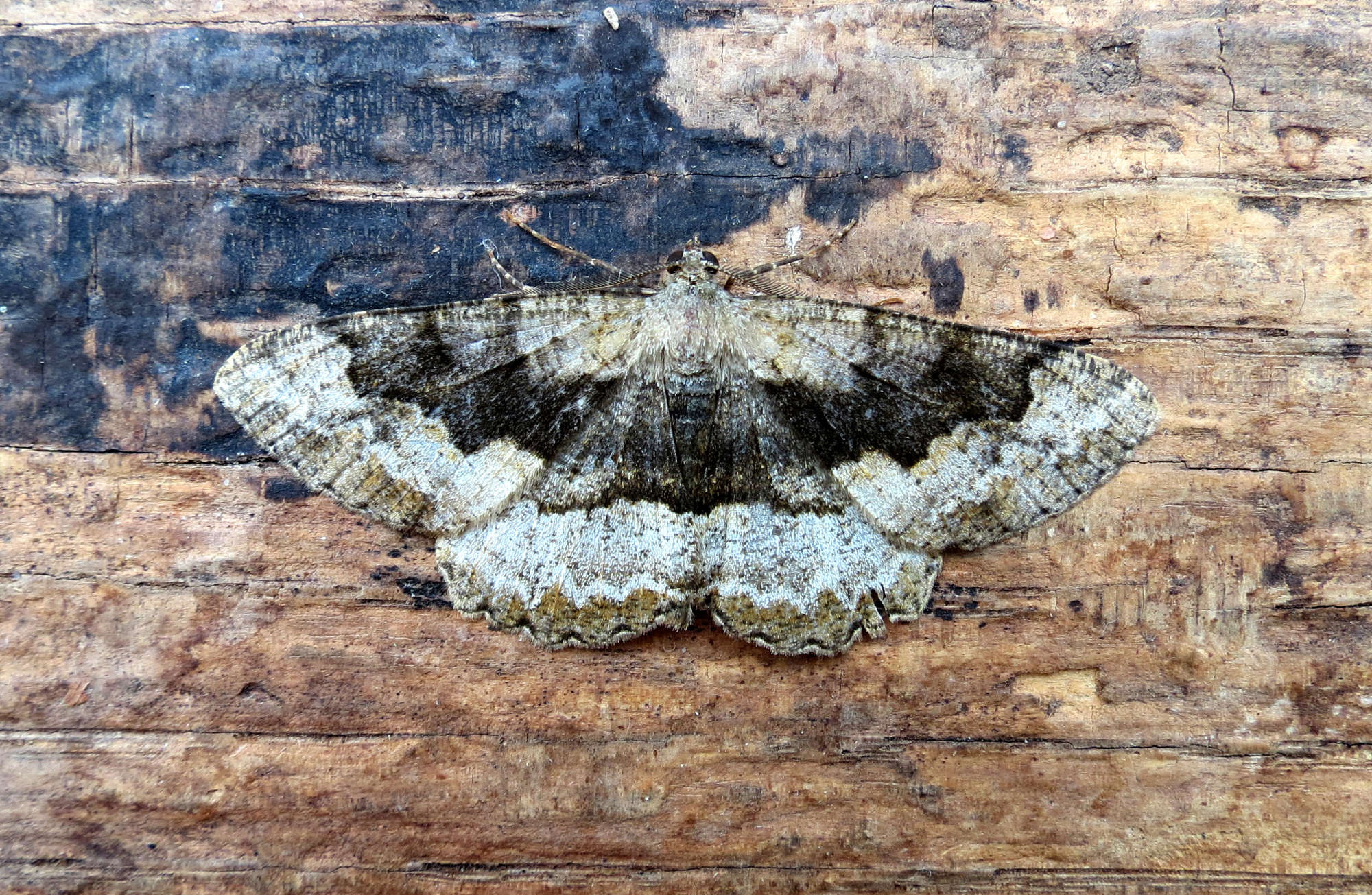 Mottled Beauty (Alcis repandata) photographed in Somerset by Steve Chapple