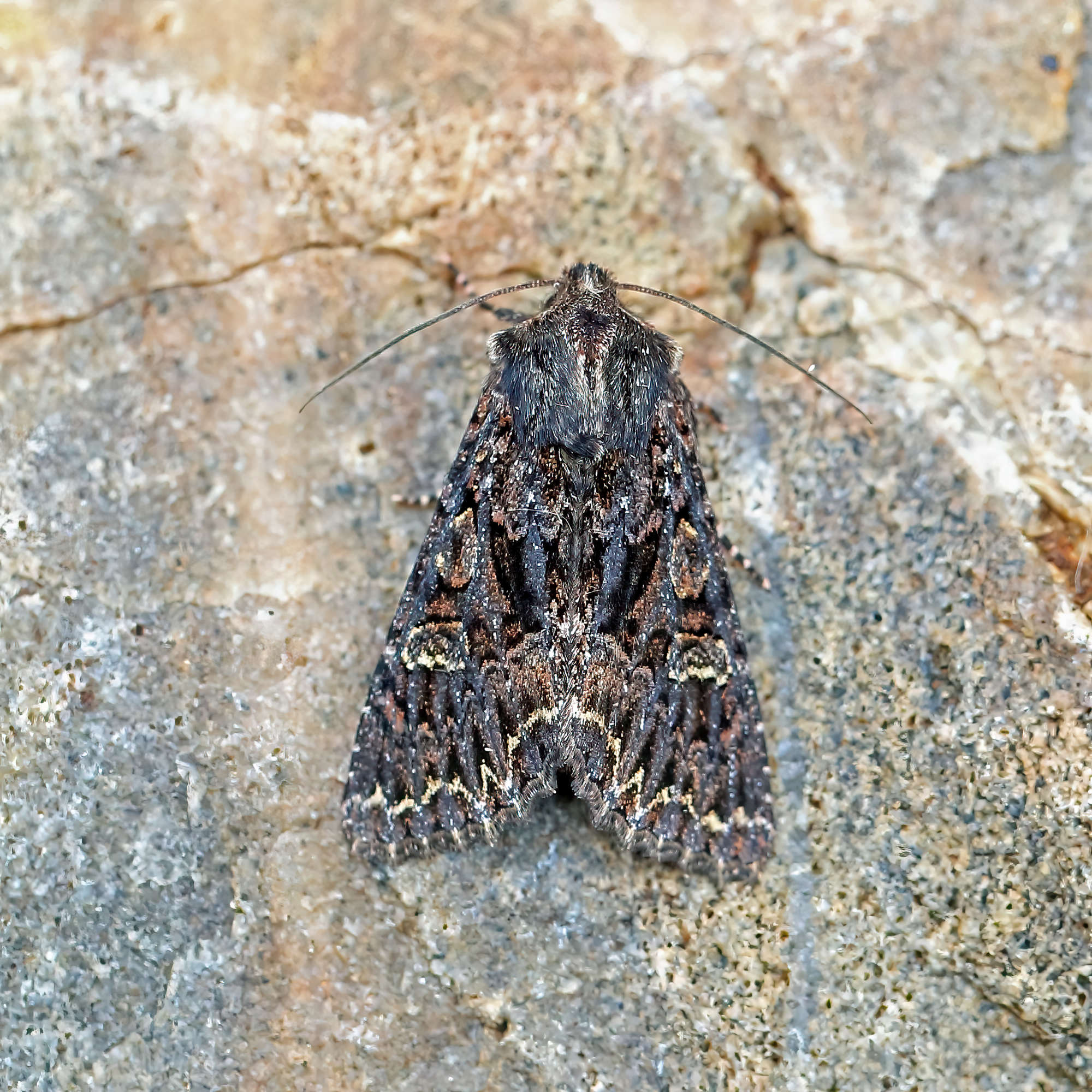 Dark Brocade (Mniotype adusta) photographed in Somerset by Nigel Voaden