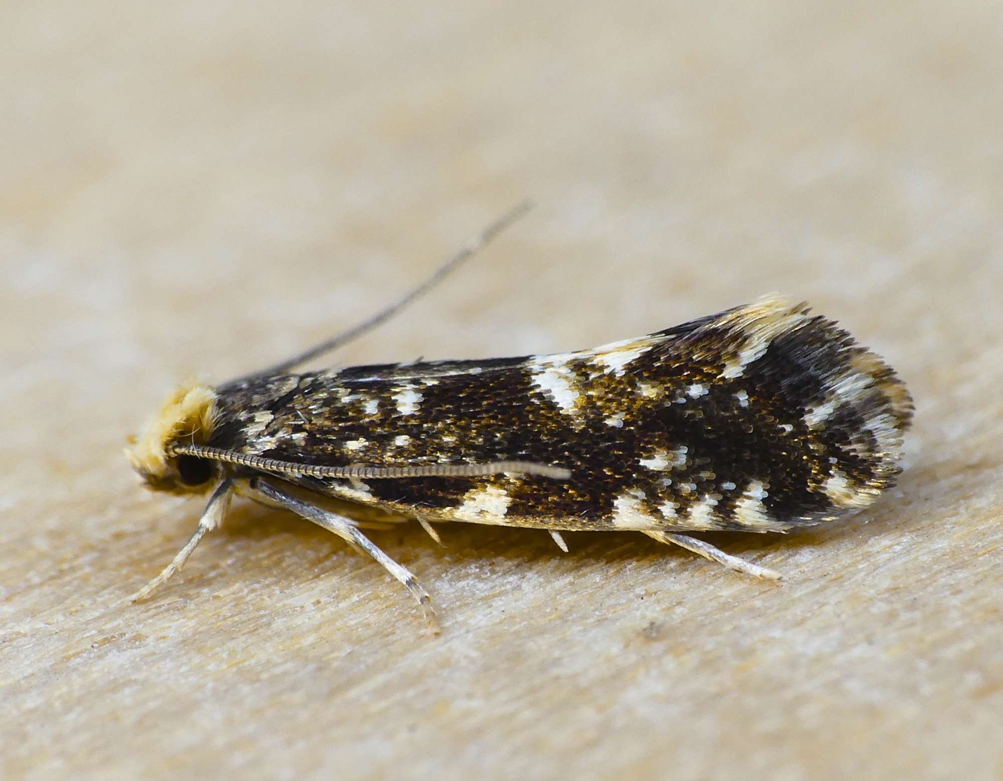 White-speckled Clothes Moth (Nemapogon koenigi) photographed in Somerset by Paul Wilkins