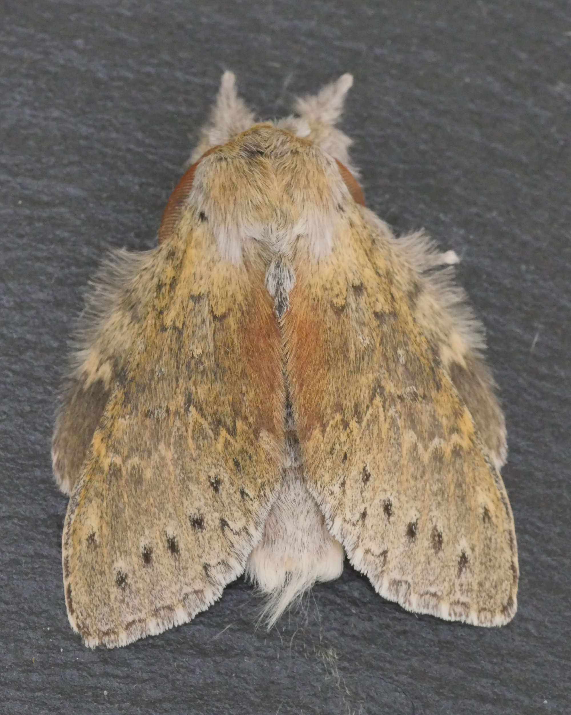 Lobster Moth (Stauropus fagi) photographed in Somerset by Jenny Vickers