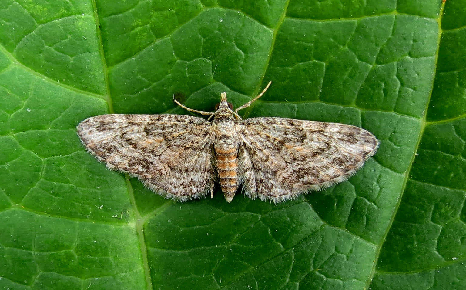 Maple Pug (Eupithecia inturbata) photographed in Somerset by Steve Chapple