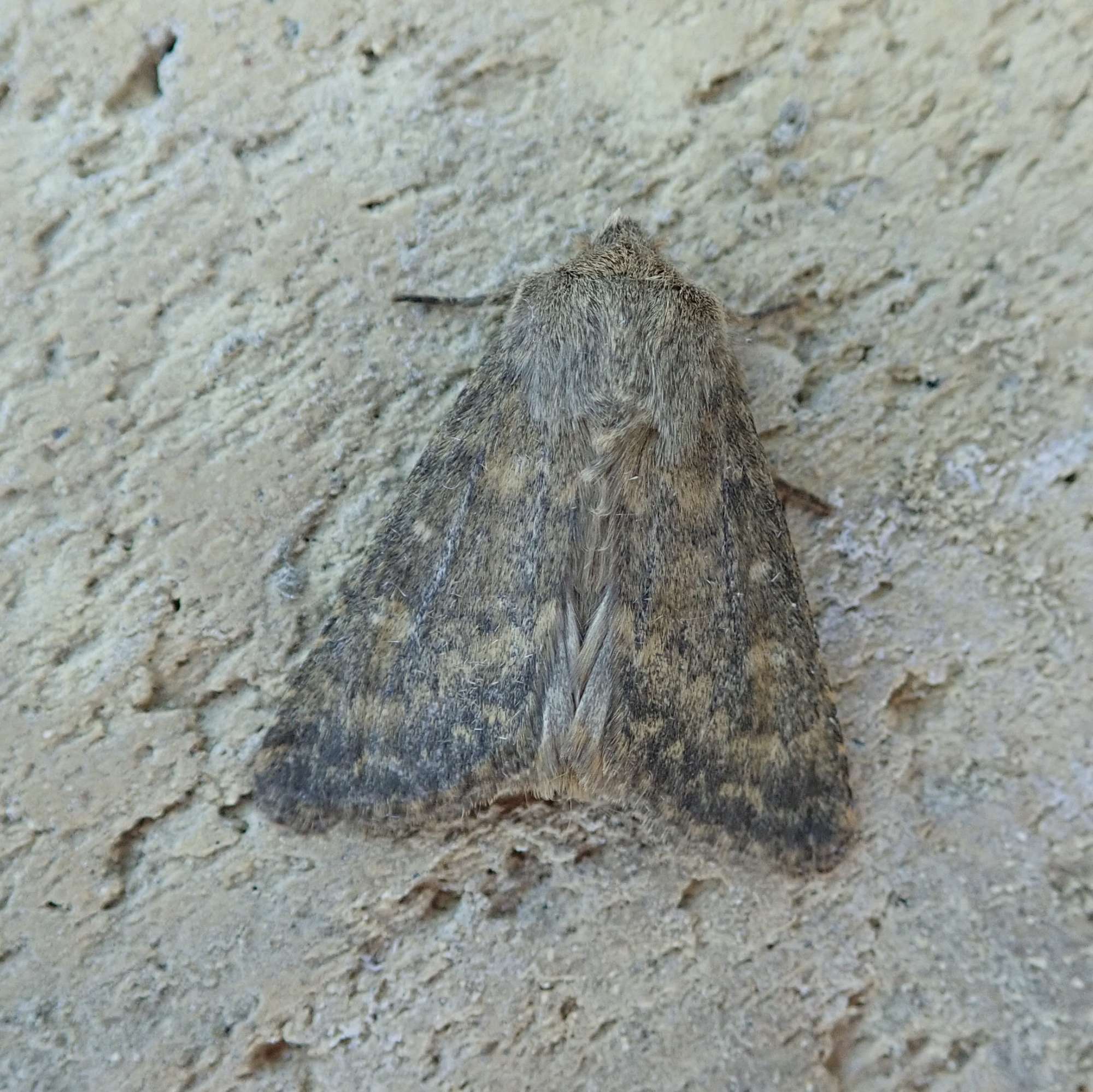 Brindled Ochre (Dasypolia templi) photographed in Somerset by Sue Davies