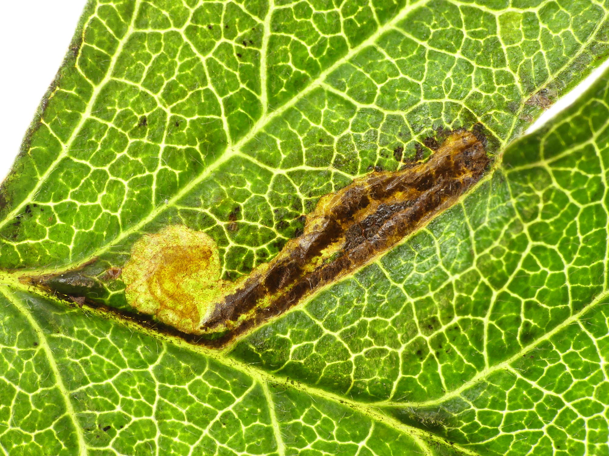 Hawthorn Bent-wing (Bucculatrix bechsteinella) photographed in Somerset by Paul Wilkins