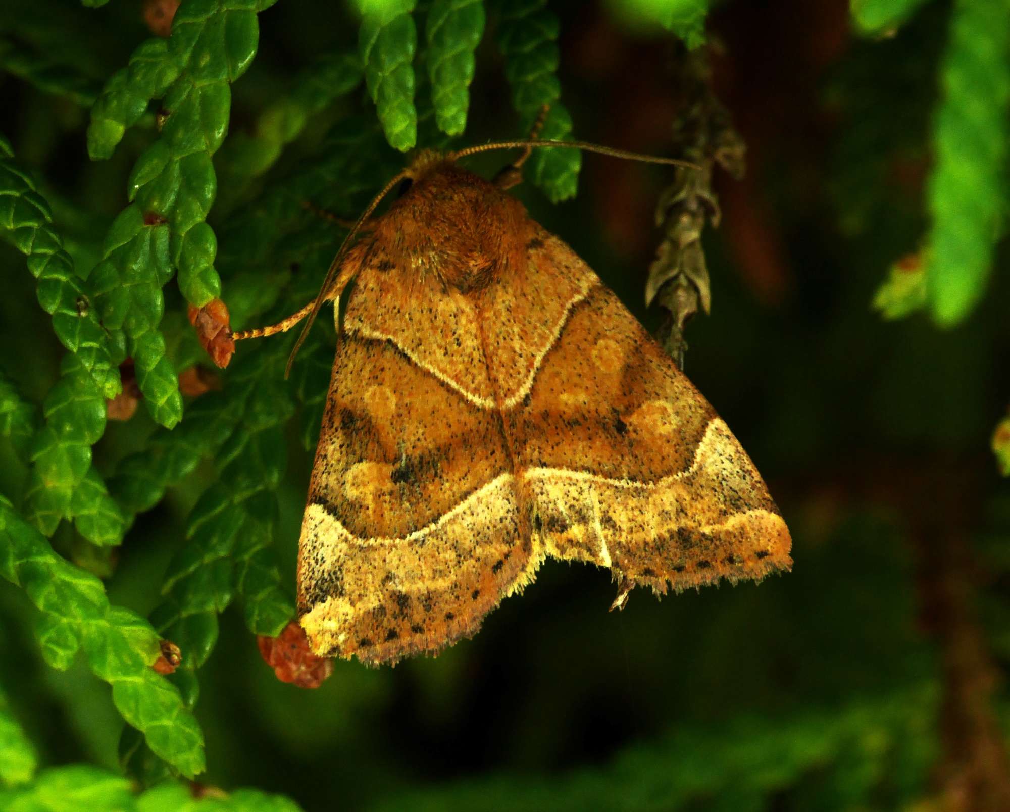 Dun-bar (Cosmia trapezina) photographed in Somerset by John Connolly