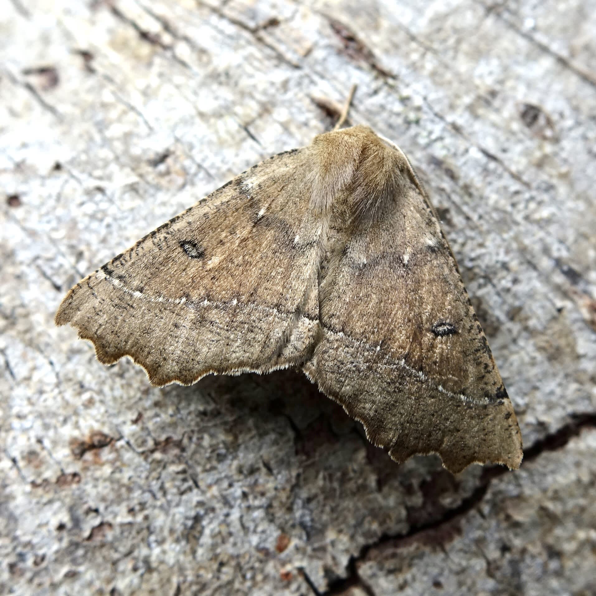 Scalloped Hazel (Odontopera bidentata) photographed in Somerset by Sue Davies