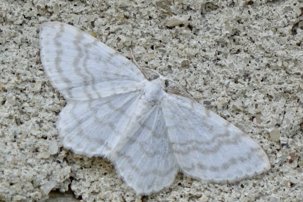 Small White Wave (Asthena albulata) photographed in Somerset by Sue Davies