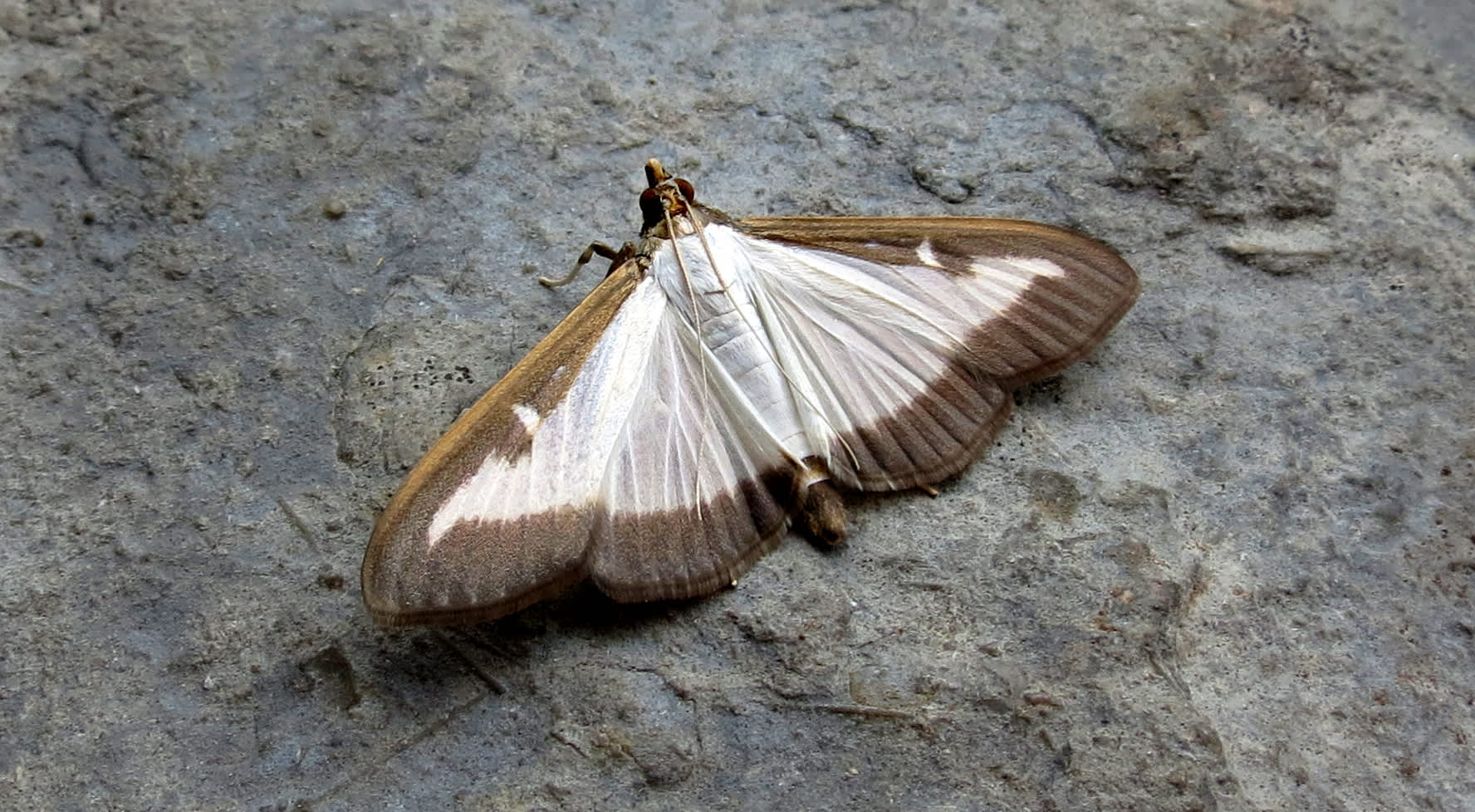 Box-tree Moth (Cydalima perspectalis) photographed in Somerset by Steve Chapple