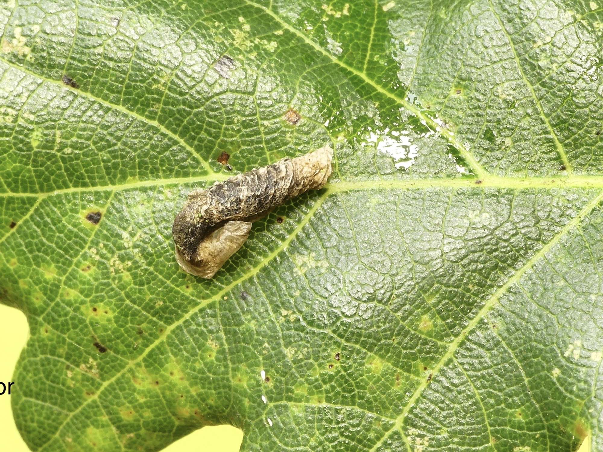 Forest Case-bearer (Coleophora ibipennella) photographed in Somerset by Paul Wilkins