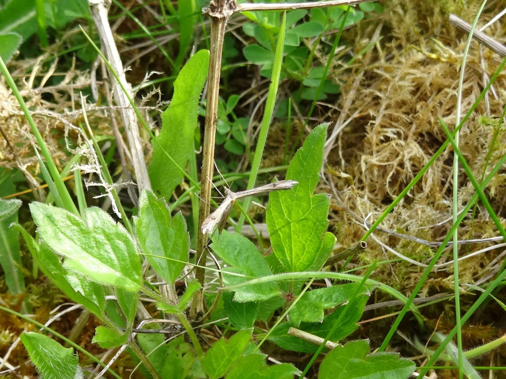 Twin-spot Plume (Stenoptilia bipunctidactyla) photographed in Somerset by Christopher Iles