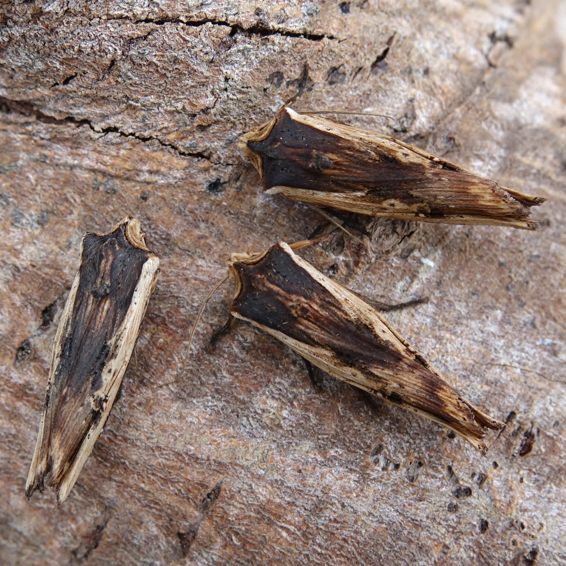 Red Sword-grass (Xylena vetusta) photographed in Somerset by Sue Davies