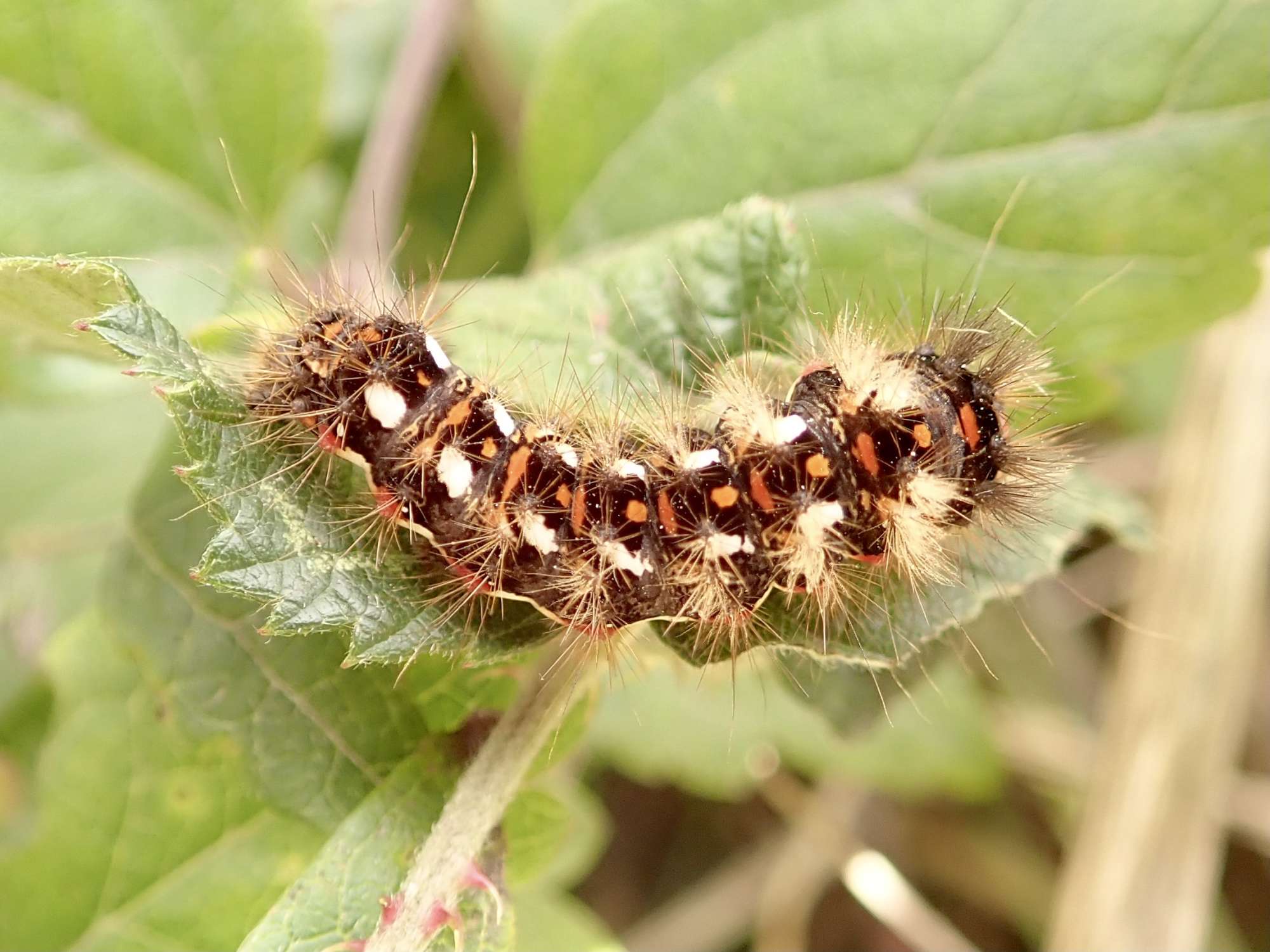 Knot Grass (Acronicta rumicis) photographed in Somerset by Sue Davies