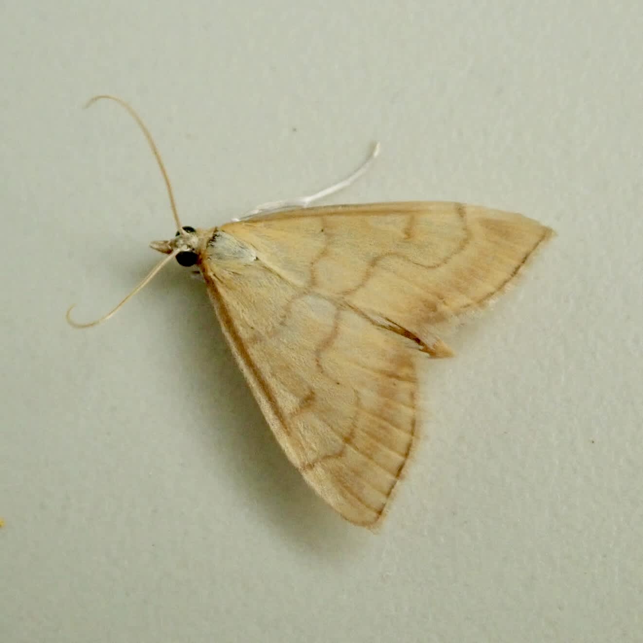 Ochreous Pearl (Anania crocealis) photographed in Somerset by Sue Davies