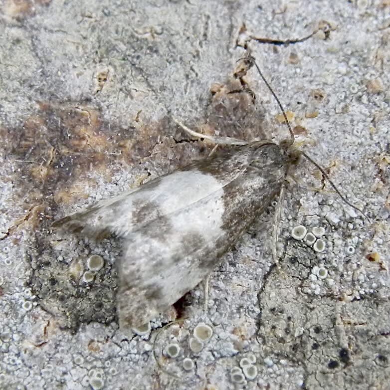 Yellow-faced Bell (Notocelia cynosbatella) photographed in Somerset by Sue Davies