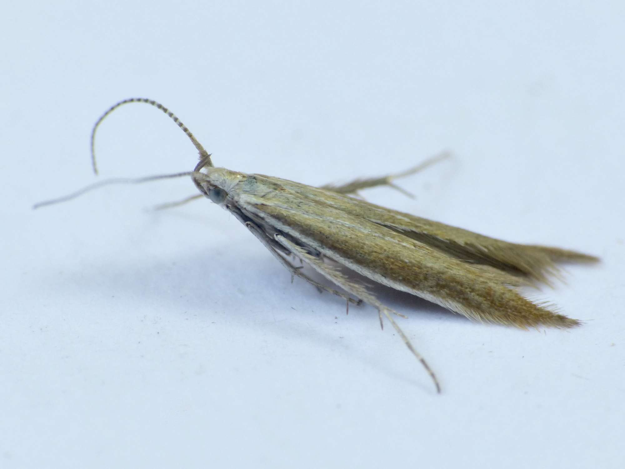 Lotus Case-bearer (Coleophora discordella) photographed in Somerset by Paul Wilkins