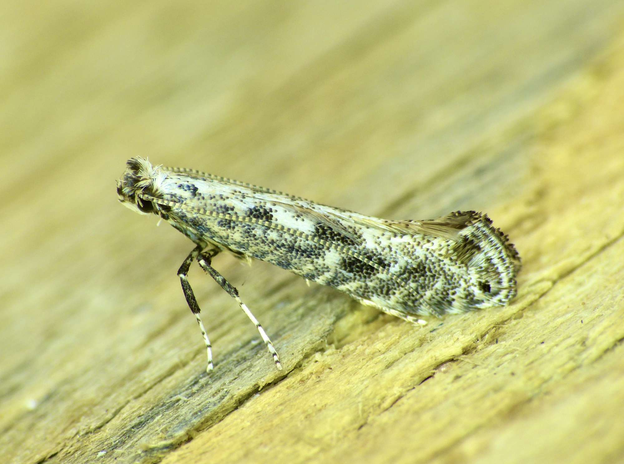 Rowan Slender (Parornix scoticella) photographed in Somerset by Paul Wilkins