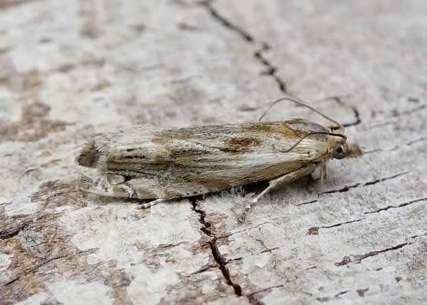 Hoary Bell (Eucosma cana) photographed in Somerset by Sue Davies