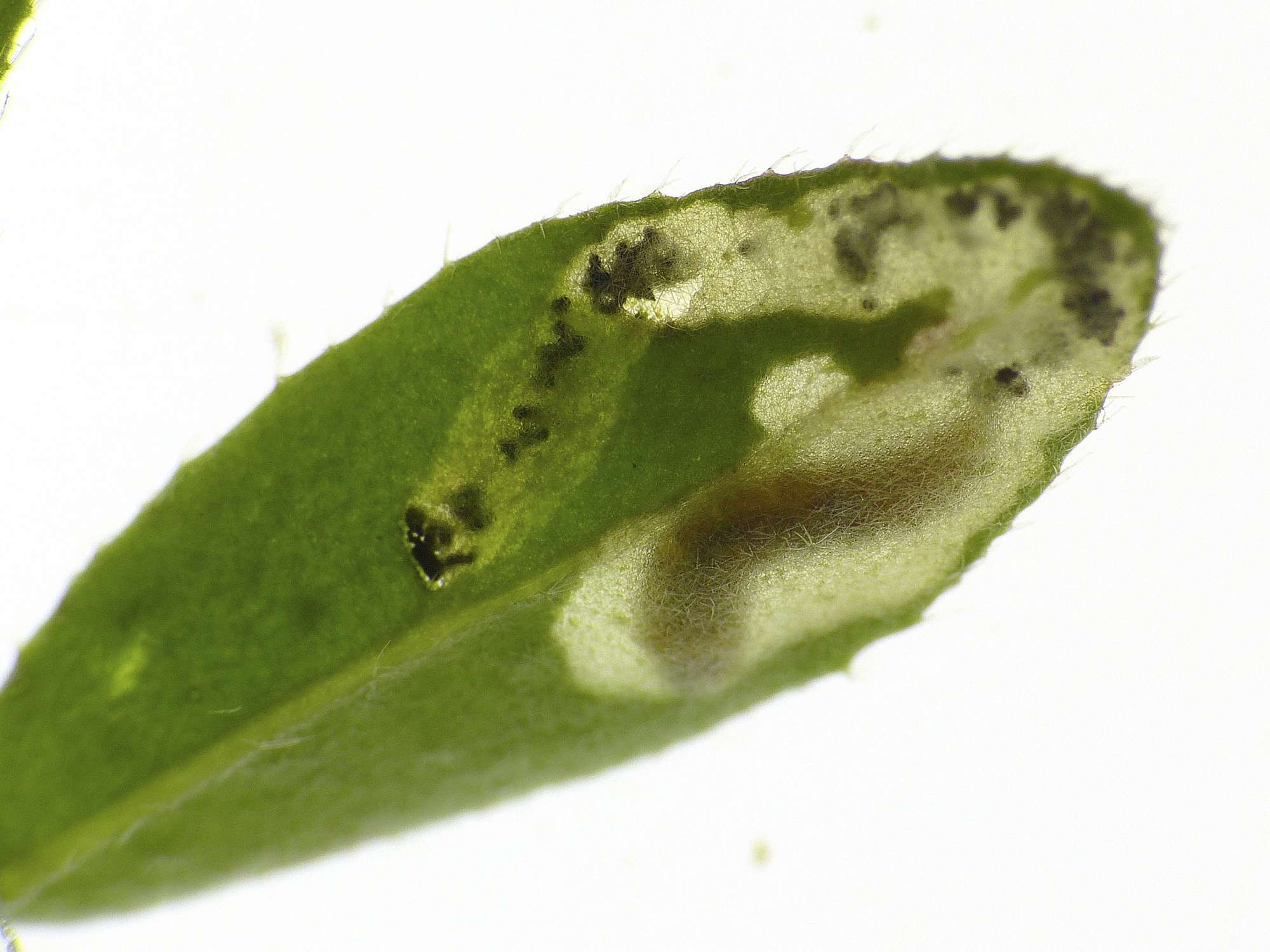 Brown Mompha (Mompha miscella) photographed in Somerset by Paul Wilkins