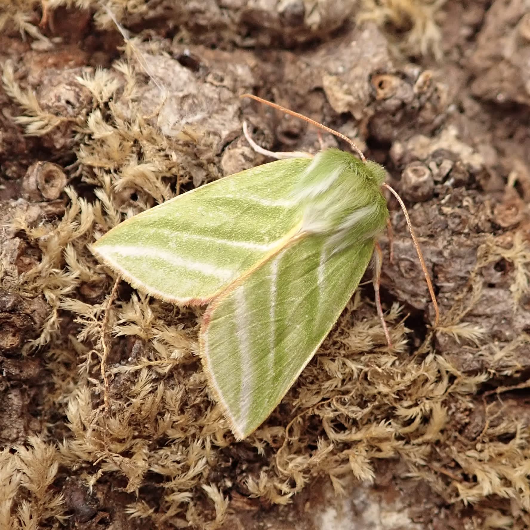 Green Silver-lines (Pseudoips prasinana) photographed in Somerset by Sue Davies