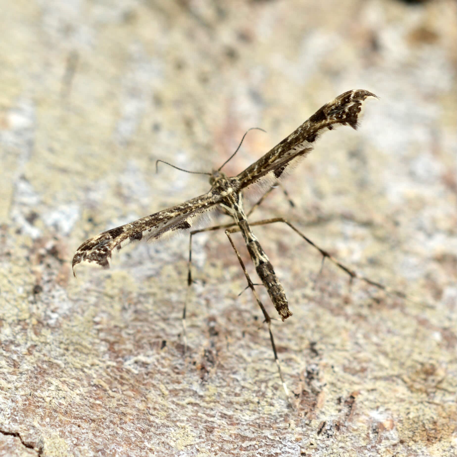 Brindled Plume (Amblyptilia punctidactyla) photographed in Somerset by Sue Davies