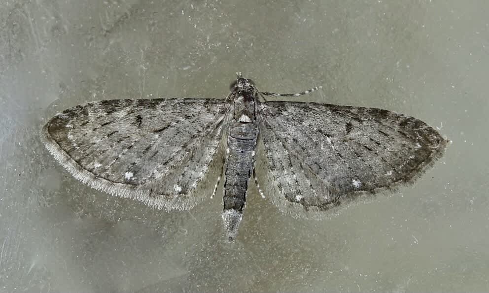 White-spotted Pug (Eupithecia tripunctaria) photographed in Somerset by Sue Davies