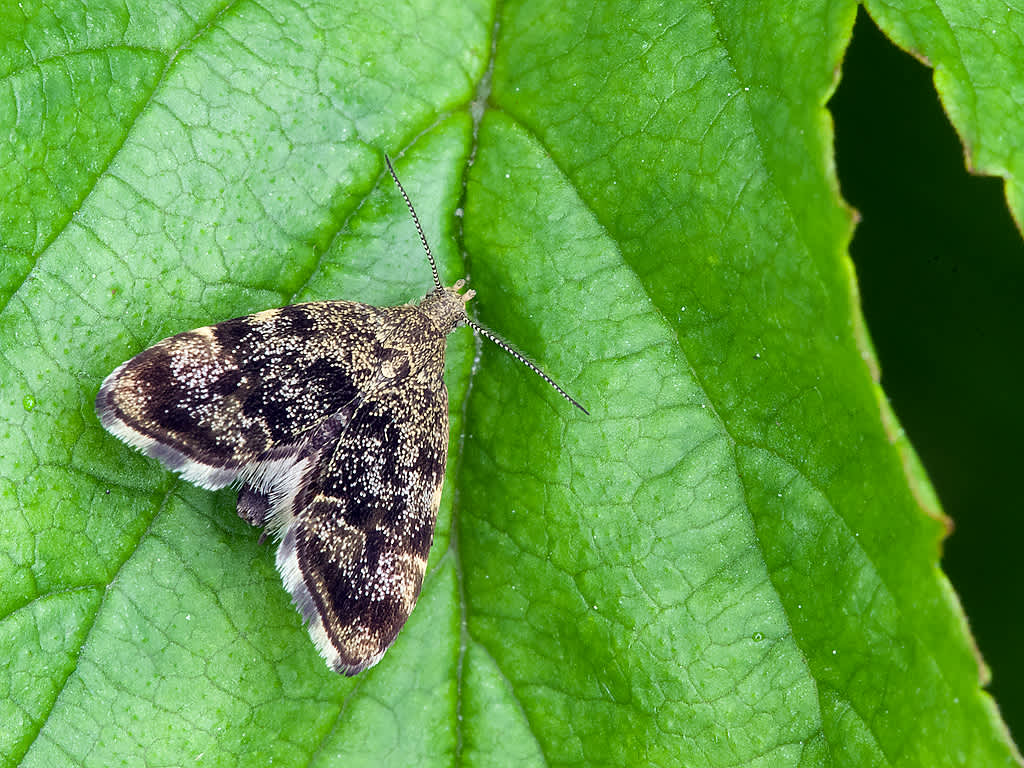 Common Nettle-tap (Anthophila fabriciana) photographed in Somerset by John Bebbington