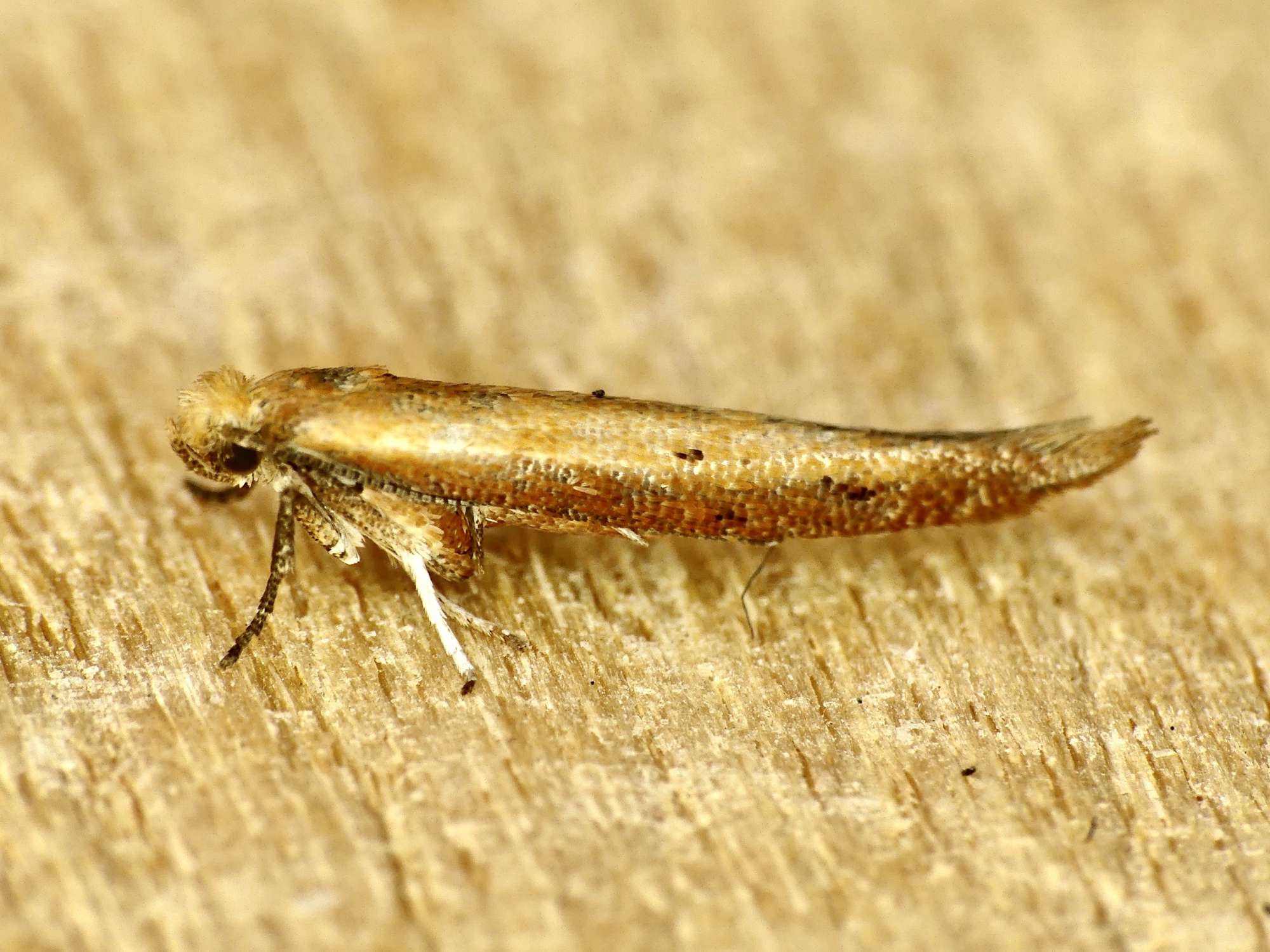 Brown Ash Ermine (Zelleria hepariella) photographed in Somerset by Paul Wilkins