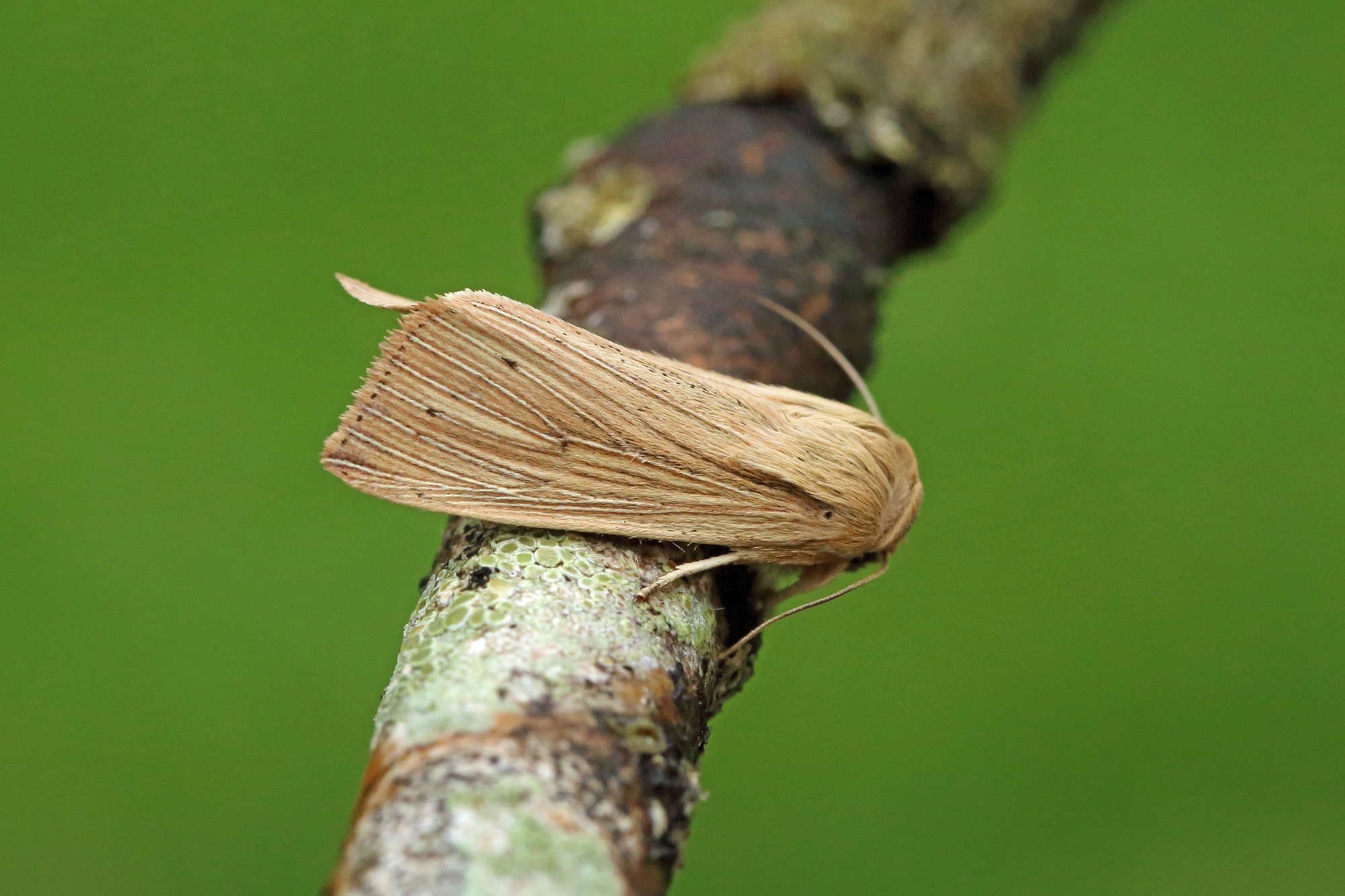 Southern Wainscot (Mythimna straminea) photographed in Somerset by Nigel Voaden