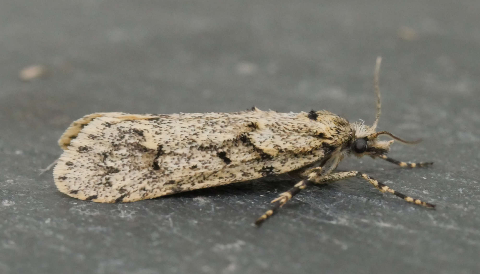 March Tubic (Diurnea fagella) photographed in Somerset by Jenny Vickers