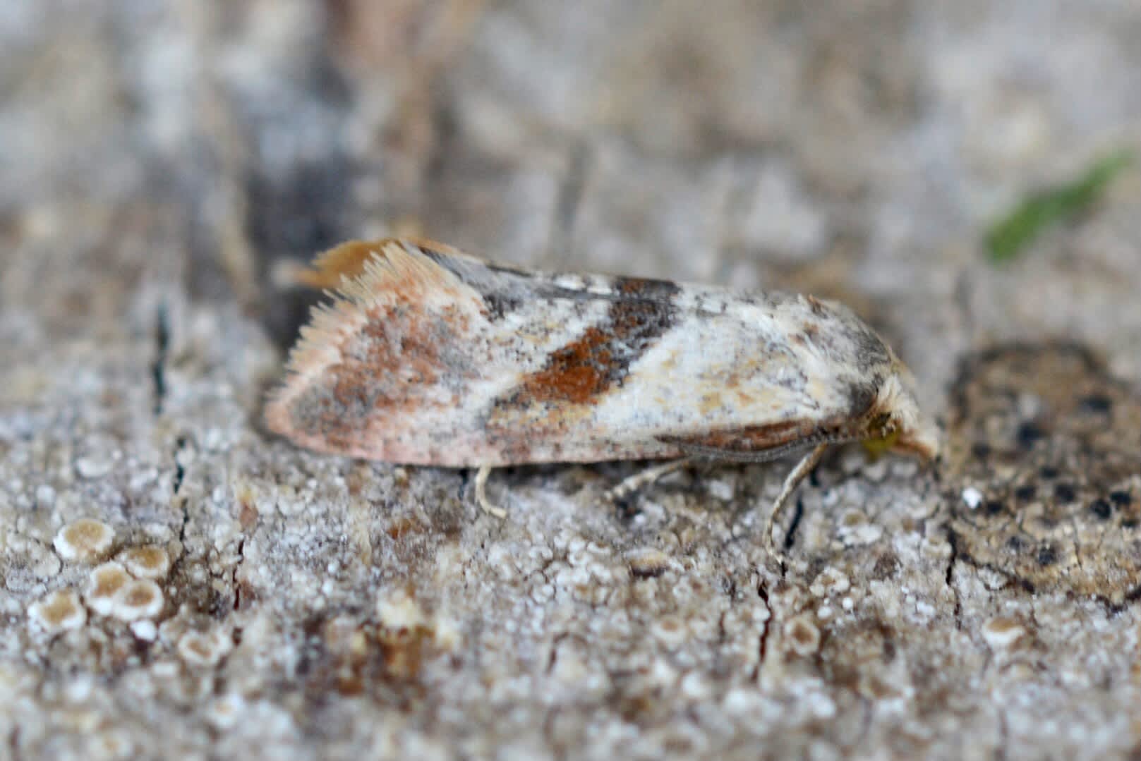 Chamomile Conch (Cochylidia implicitana) photographed in Somerset by Sue Davies