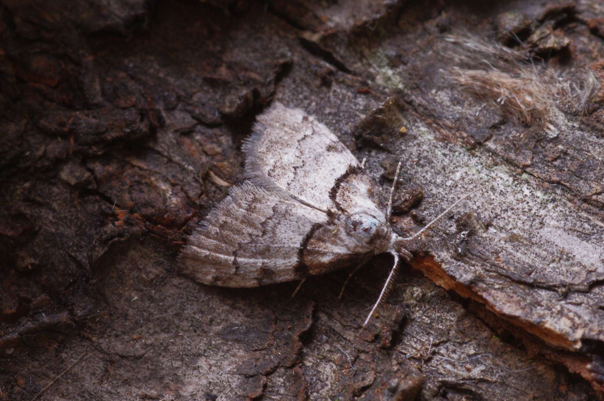 Short-cloaked Moth (Nola cucullatella) photographed in Somerset by John Connolly