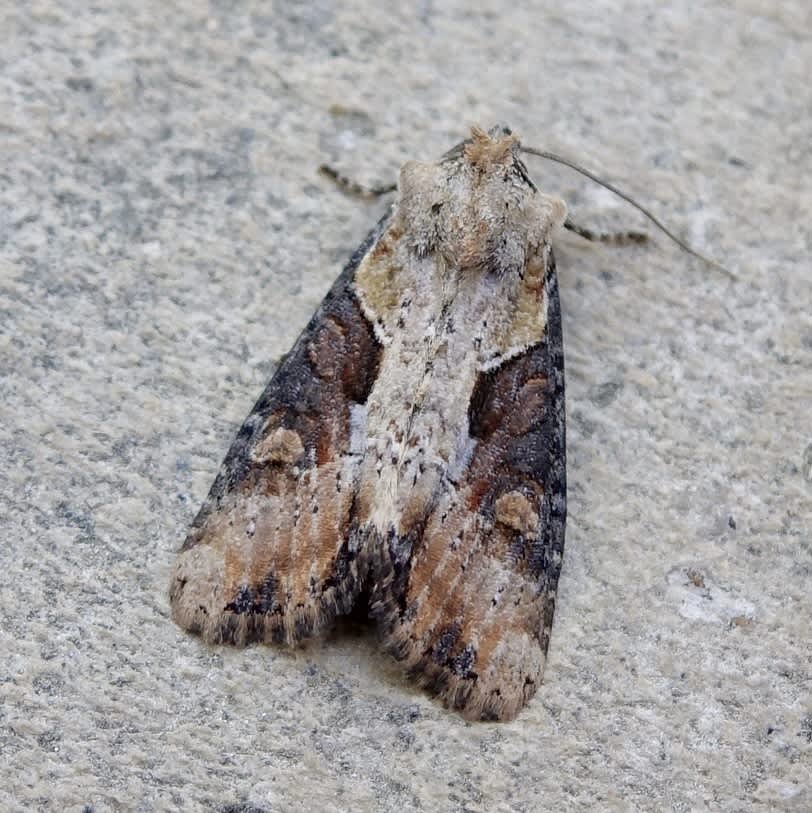 Double Lobed (Lateroligia ophiogramma) photographed in Somerset by Sue Davies