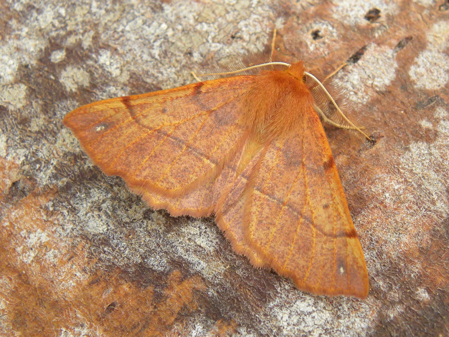 Feathered Thorn (Colotois pennaria) photographed in Somerset by Sue Davies