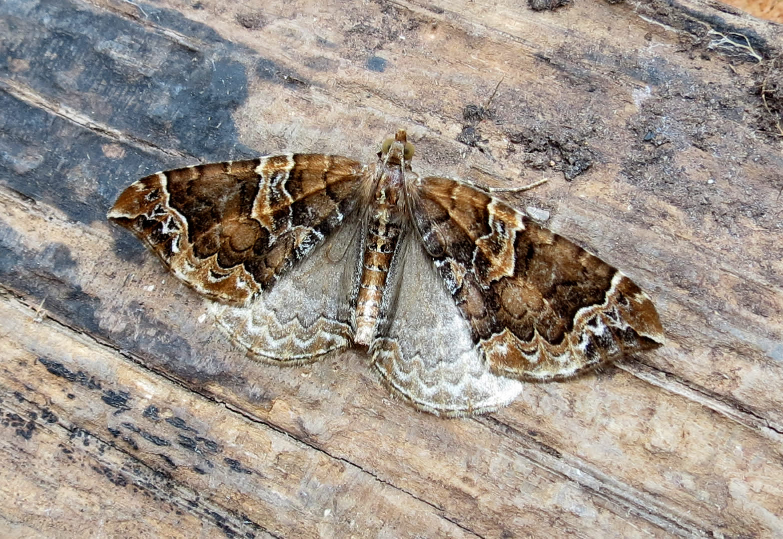 The Phoenix (Eulithis prunata) photographed in Somerset by Steve Chapple