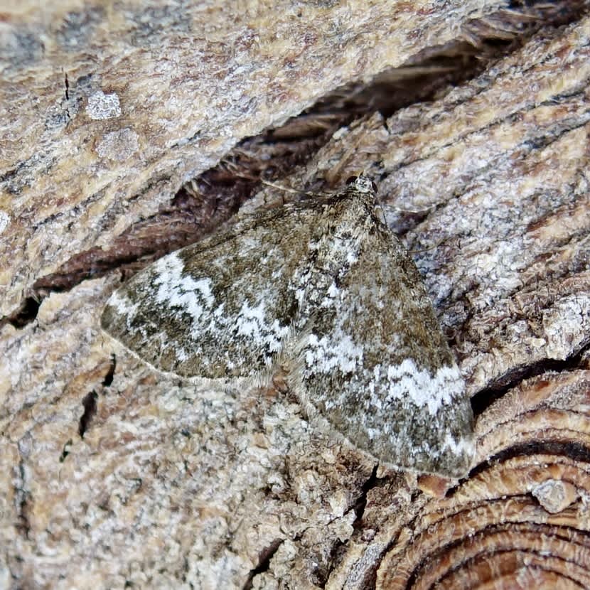 Small Rivulet (Perizoma alchemillata) photographed in Somerset by Sue Davies