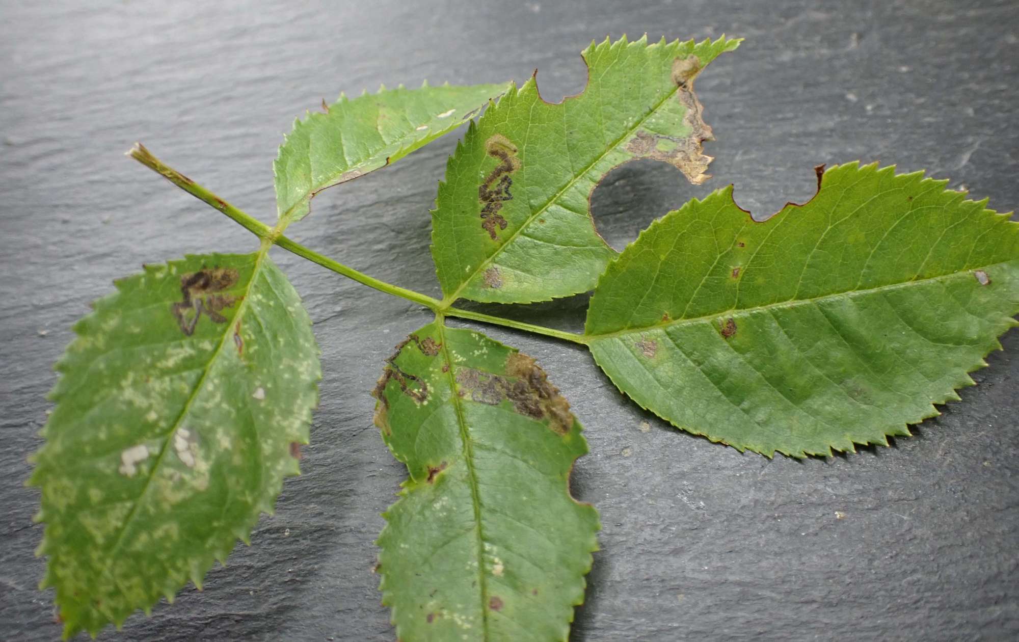 Bent-barred Pigmy (Ectoedemia angulifasciella) photographed in Somerset by Jenny Vickers