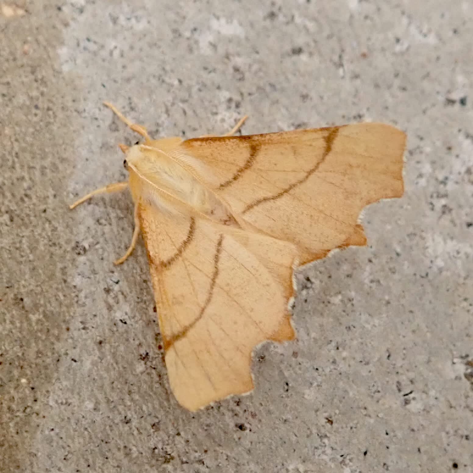 September Thorn (Ennomos erosaria) photographed in Somerset by Sue Davies