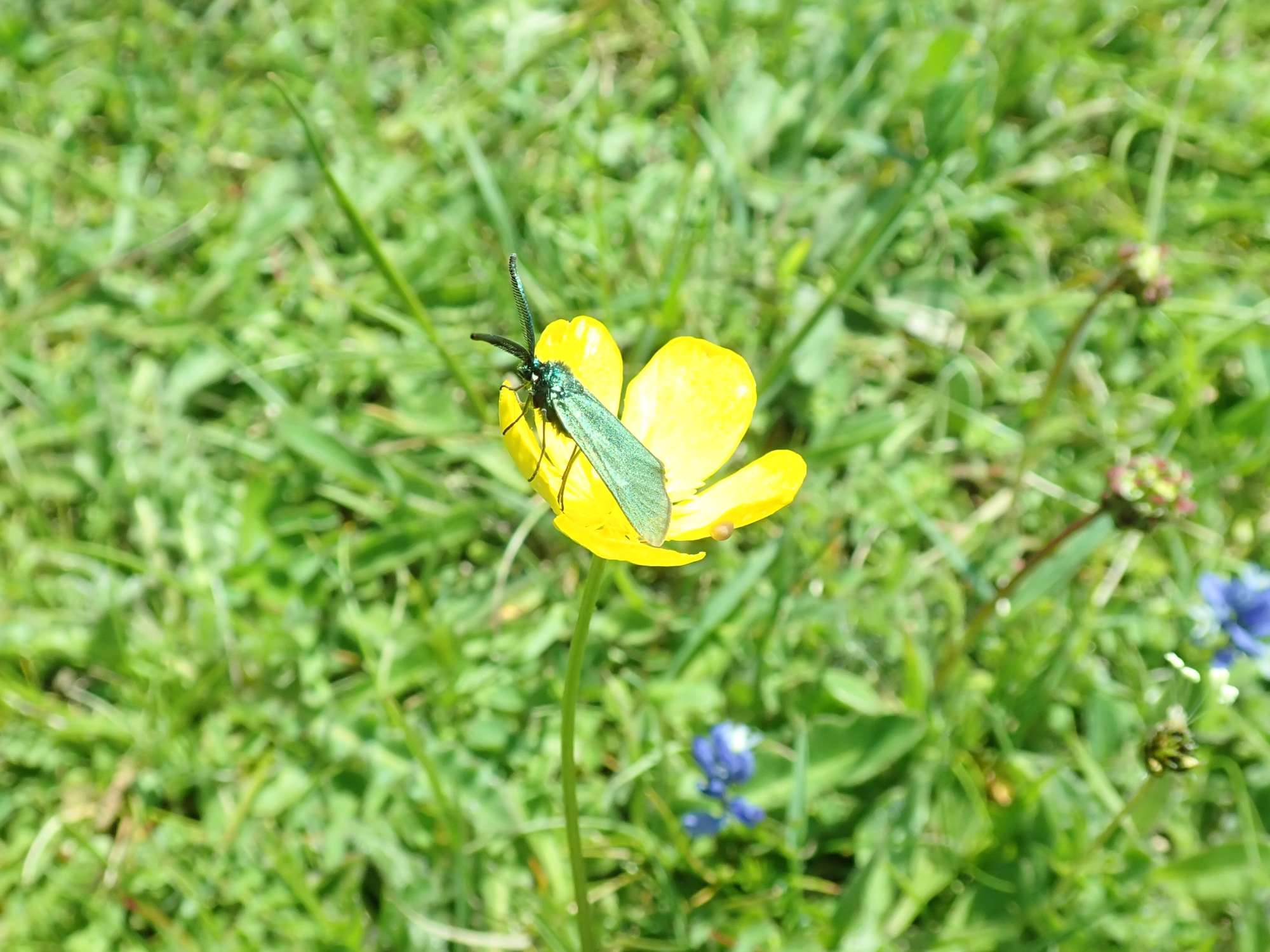 Cistus Forester (Adscita geryon) photographed in Somerset by Christopher Iles