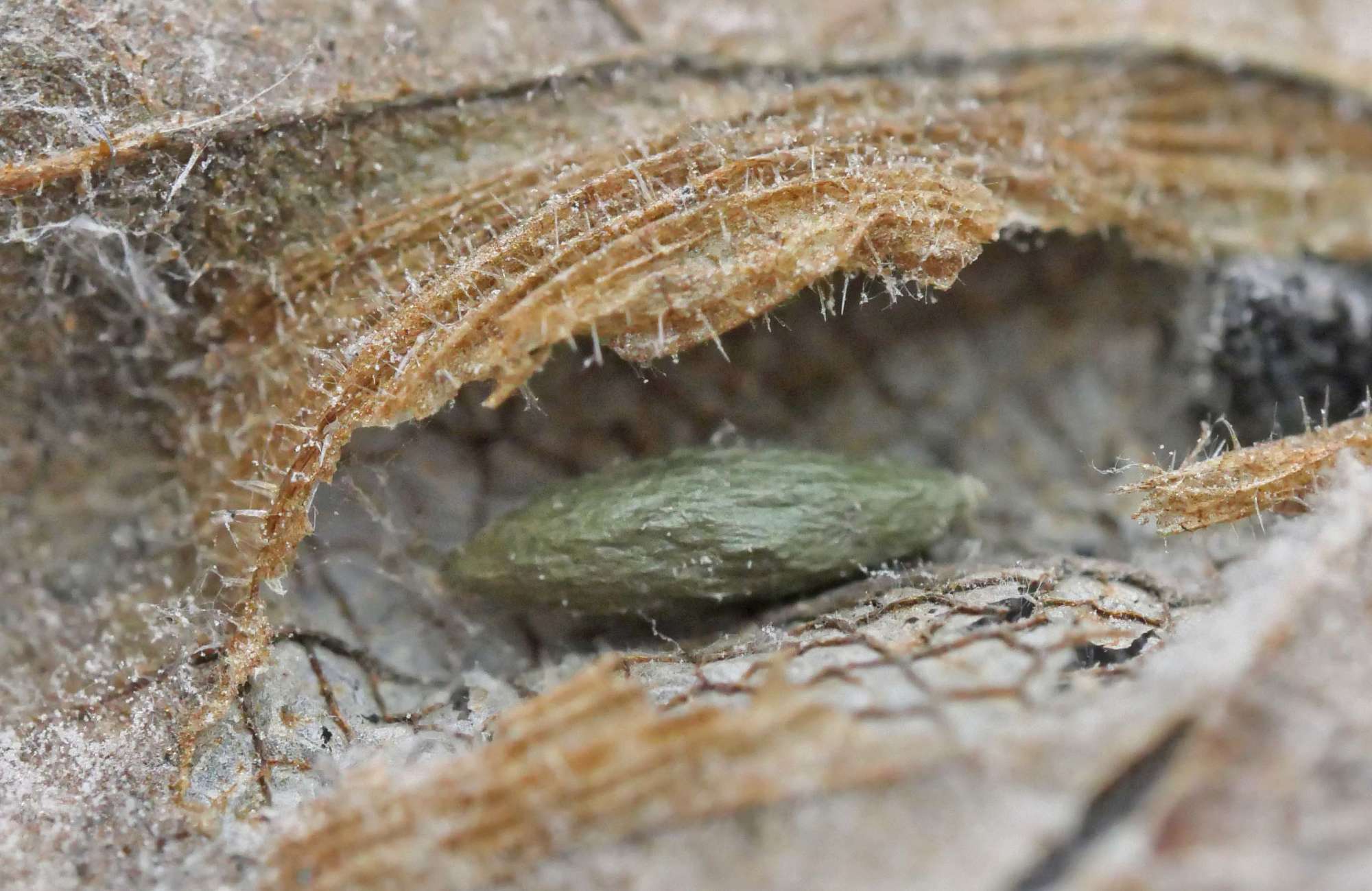 Small Elm Midget (Phyllonorycter schreberella) photographed in Somerset by Jenny Vickers