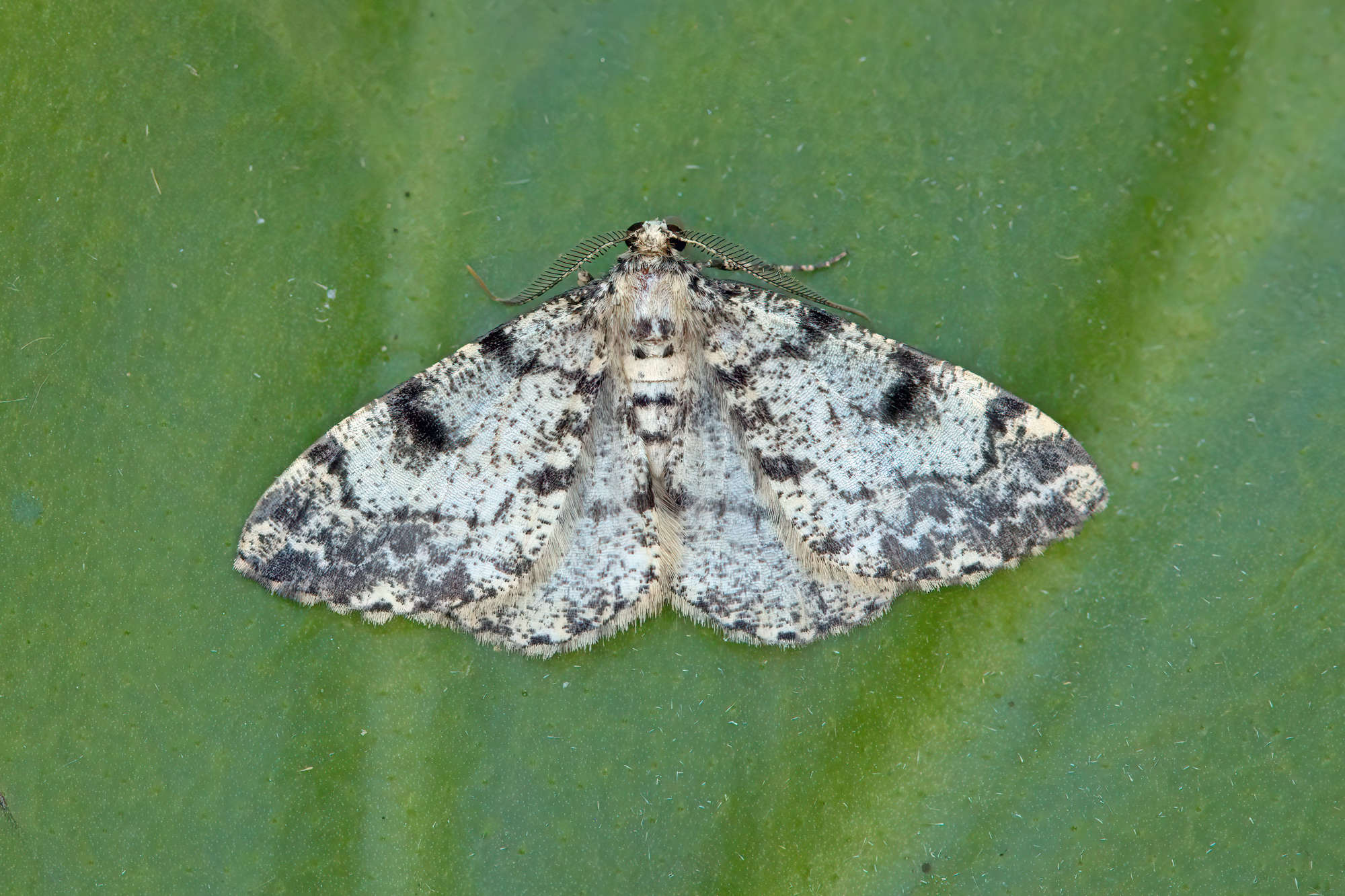 Dotted Carpet (Alcis jubata) photographed in Somerset by Nigel Voaden