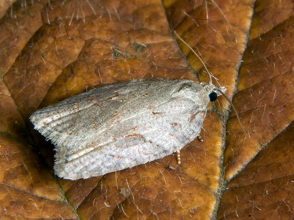 Ashy Button (Acleris sparsana) photographed in Somerset by John Bebbington