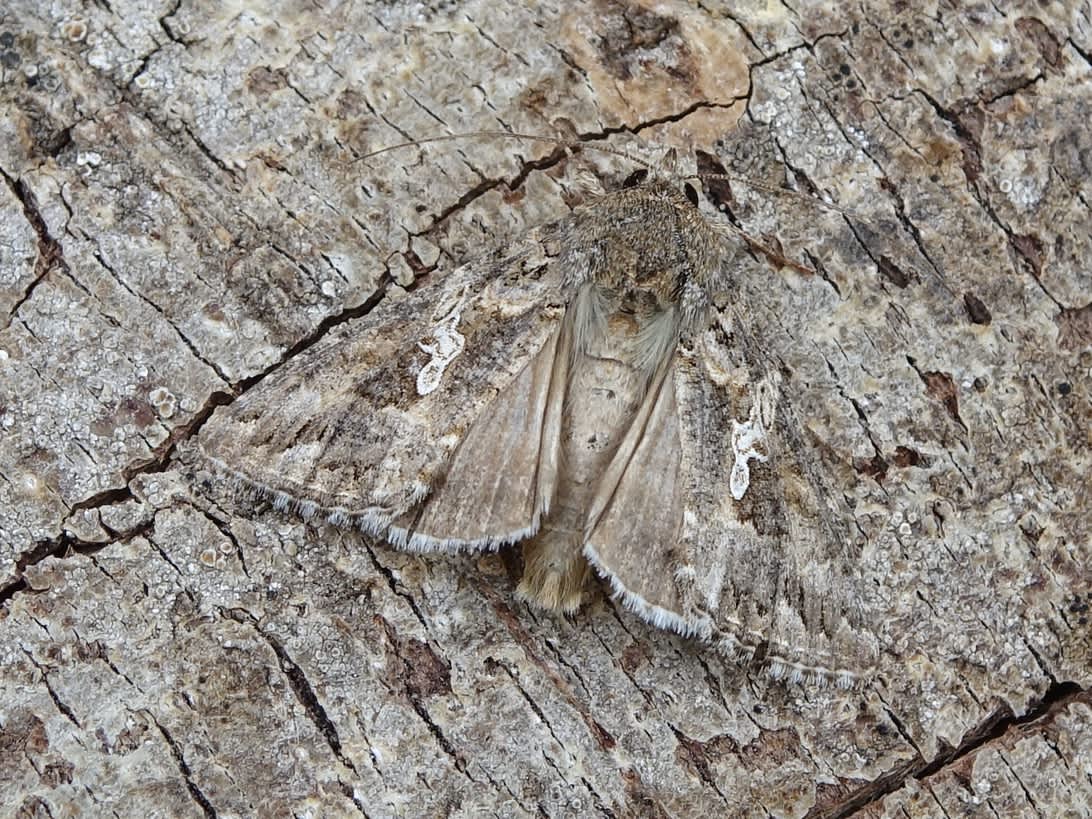 The Ni Moth (Trichoplusia ni) photographed in Somerset by Sue Davies
