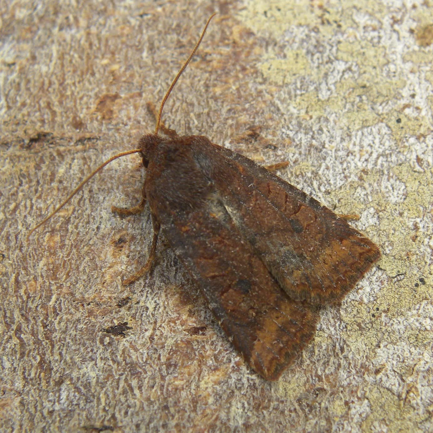 Dark Chestnut (Conistra ligula) photographed in Somerset by Sue Davies