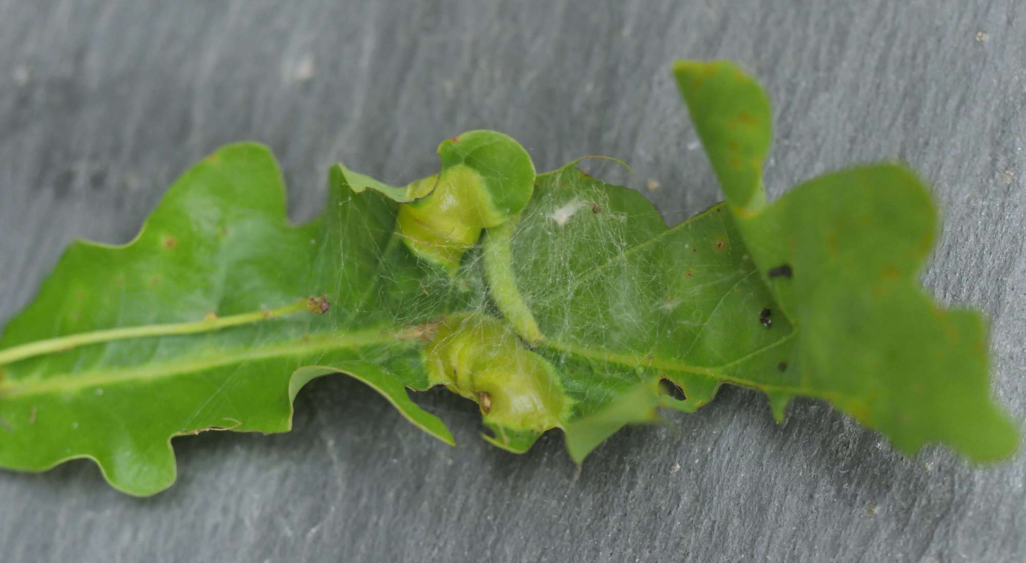 Oak Nycteoline (Nycteola revayana) photographed in Somerset by Jenny Vickers