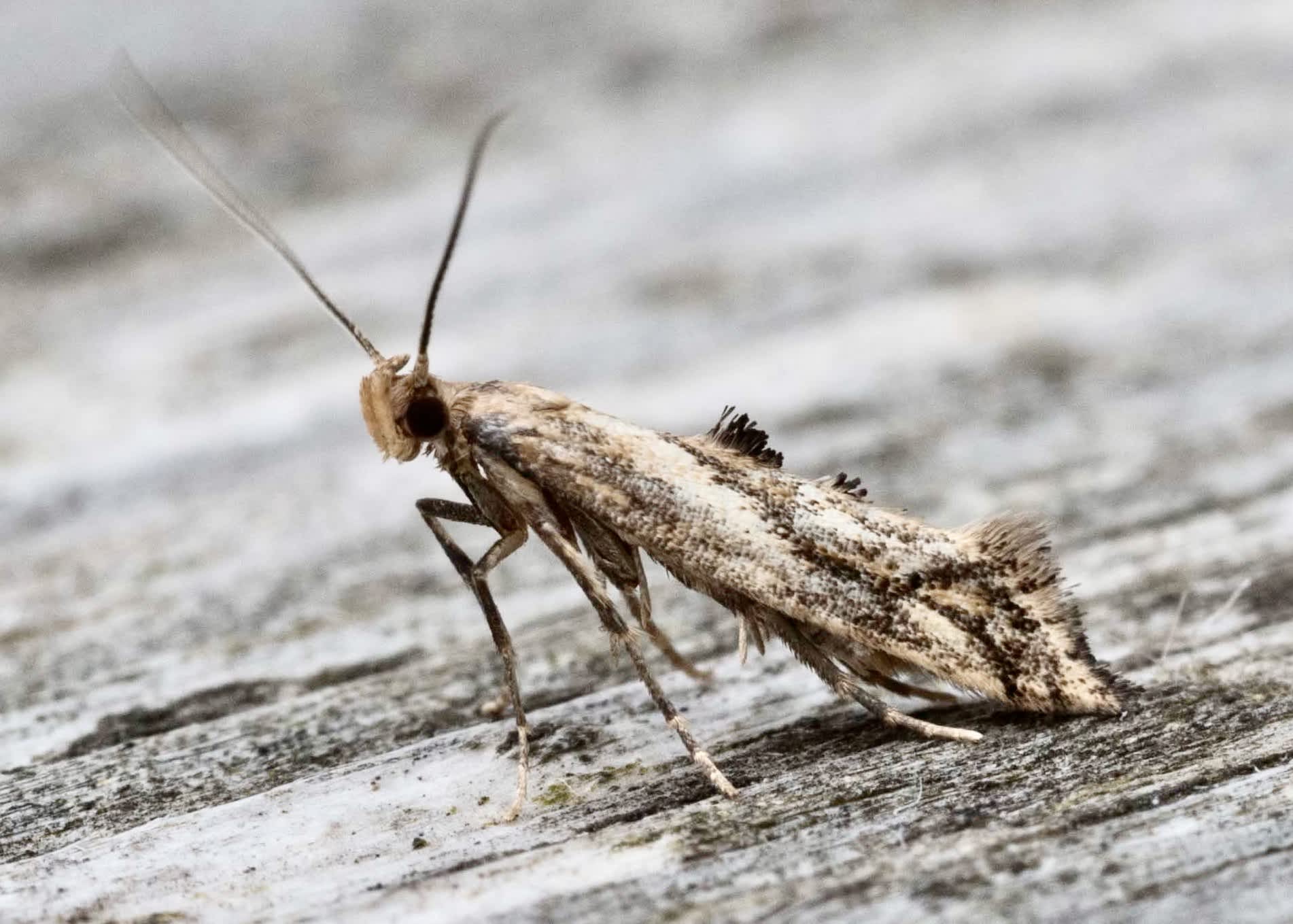 Large Lance-wing (Epermenia falciformis) photographed in Somerset by Paul Wilkins