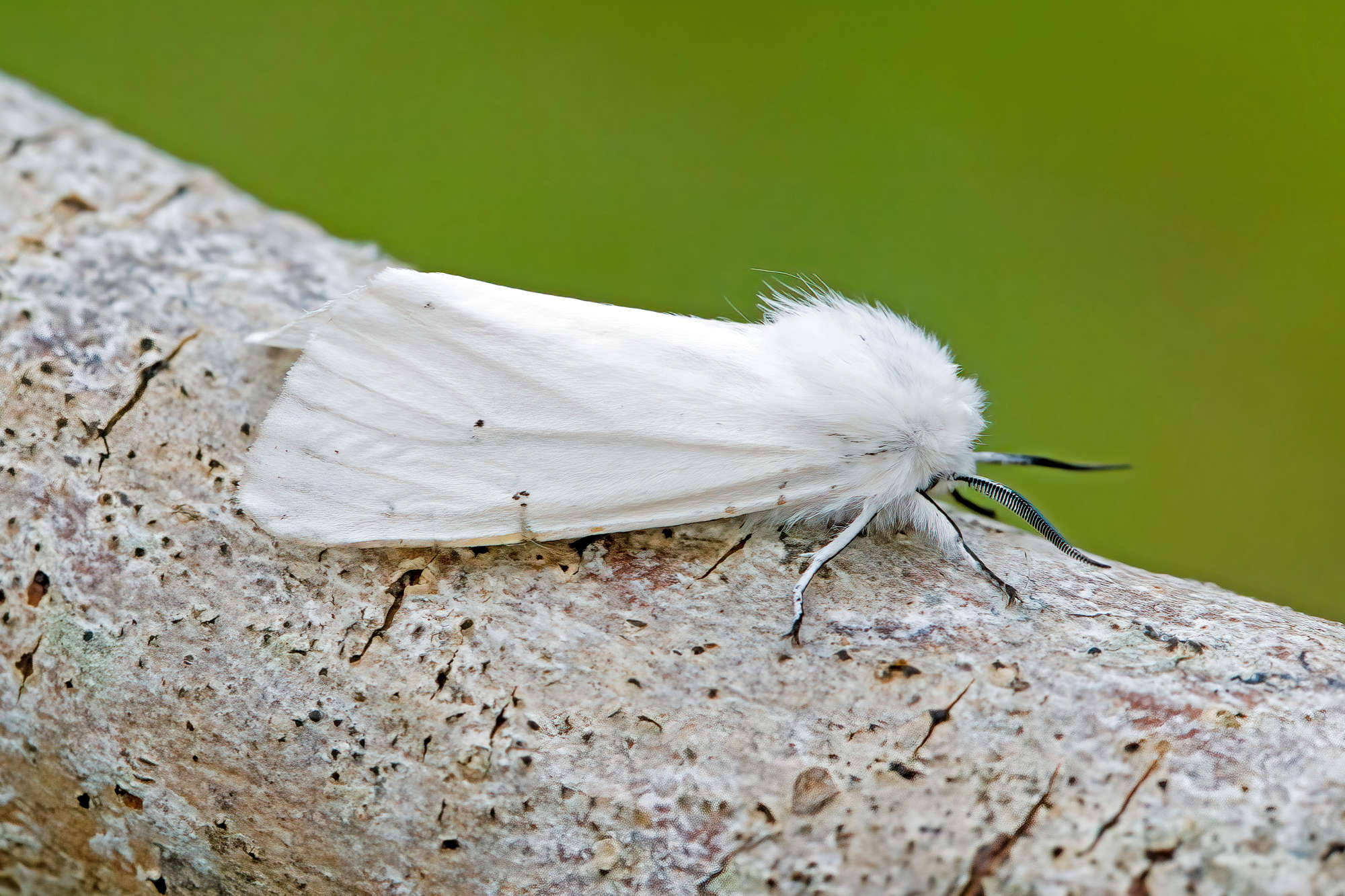 Water Ermine (Spilosoma urticae) photographed in Somerset by Nigel Voaden