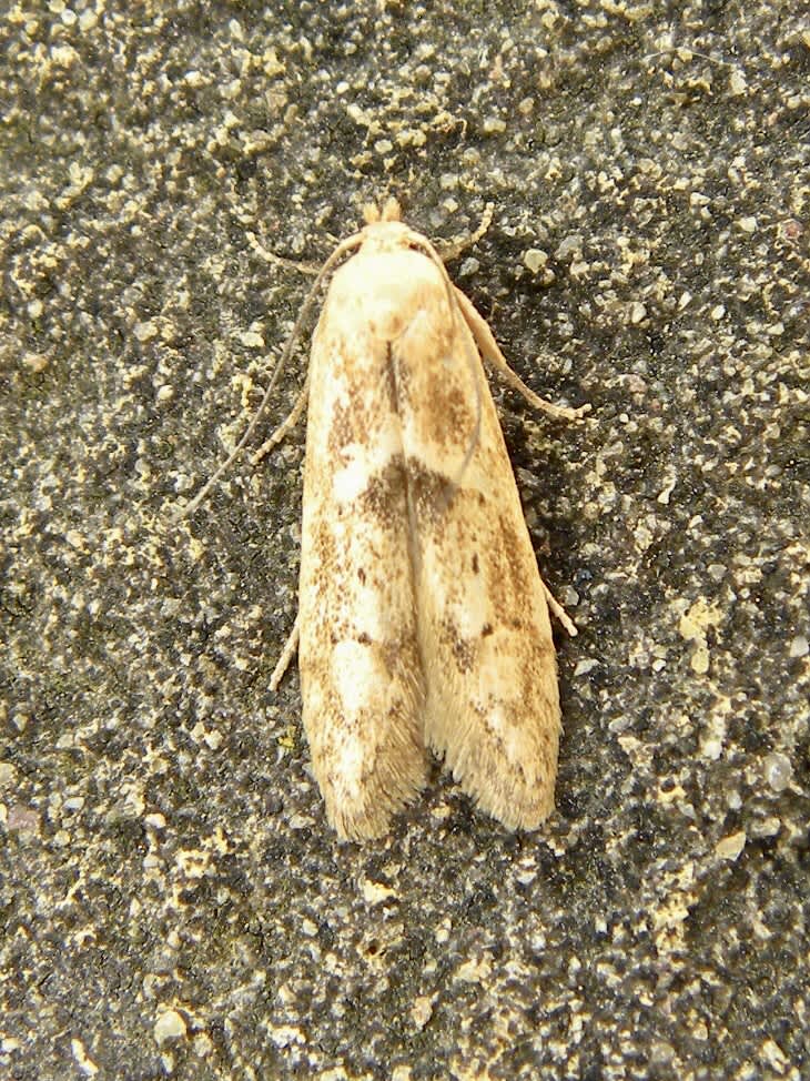 London Dowd (Blastobasis lacticolella) photographed in Somerset by Sue Davies