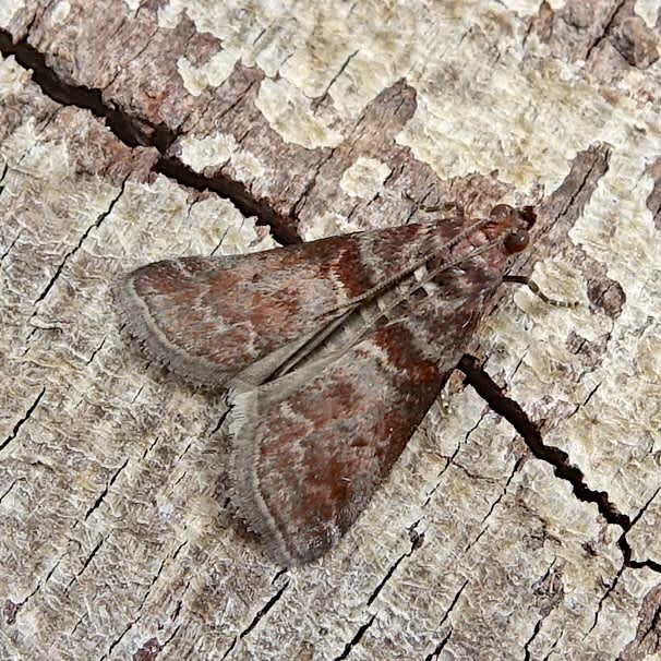 Grey Knot-horn (Acrobasis advenella) photographed in Somerset by Sue Davies